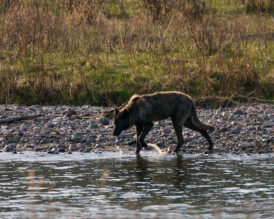 Wolf at the Creek.jpg