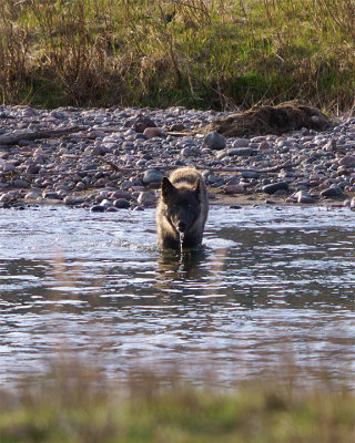 Wolf Crossing Slough Creek.jpg