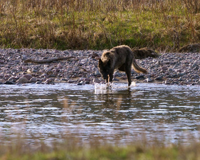 Wolf Entering the Creek.jpg