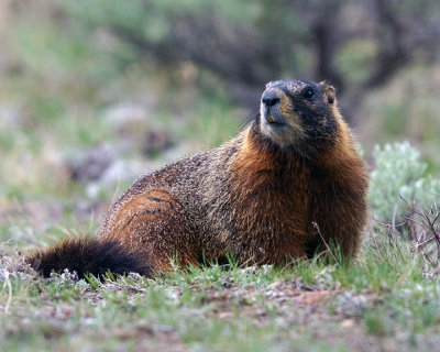 Yellow Bellied Marmot.jpg