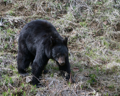 Young Black bear.jpg