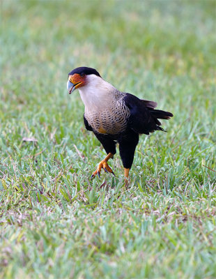 Caracara.jpg