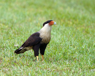 Crested Caracara.jpg