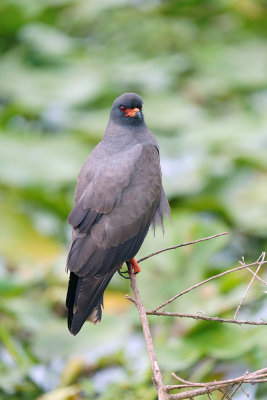 Male Snail Kite.jpg