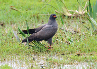 MAle Snail Kite on the Ground.jpg