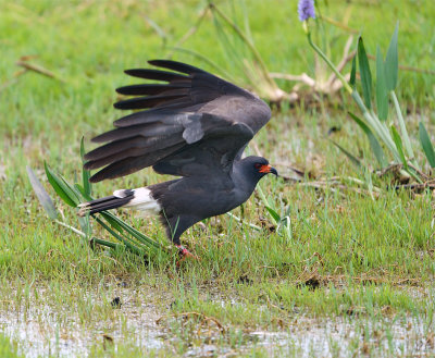 Male Snail Kite About to Take Off.jpg
