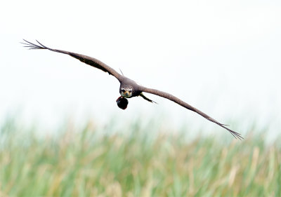 Female Snail Kite Flying.jpg