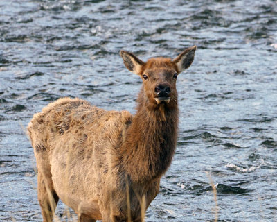 Elk Cow.jpg