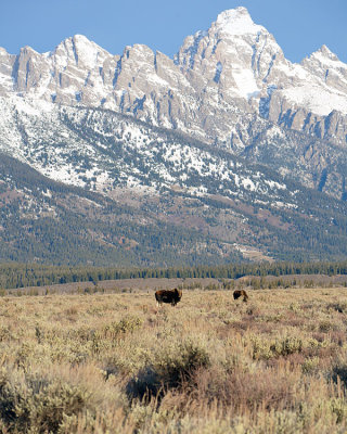 Two moose in the Tetons.jpg