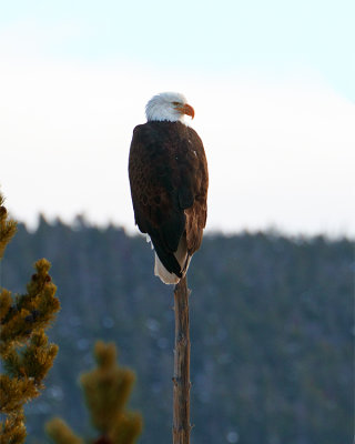 Bald Eagle Near Grizzly Overlook.jpg