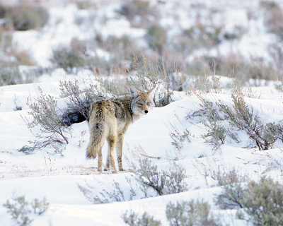 Coyote Looking Back.jpg