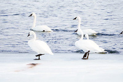 Swimming Swans.jpg