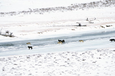 Wolves at the River.jpg