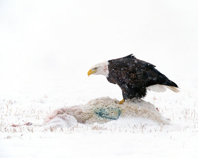 Bald Eagle on a Sheep Carcass.jpg
