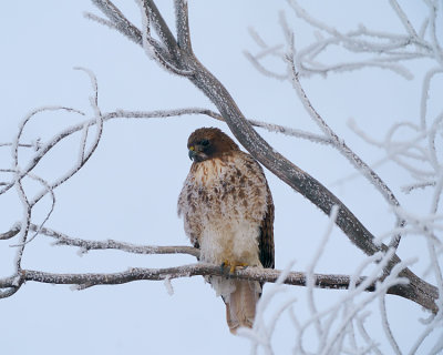 Red Tail Hawk in the Snow.jpg