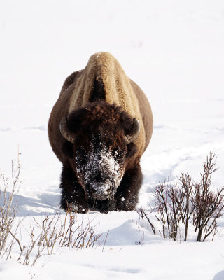 Bison in the Snow Vertical.jpg