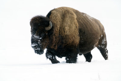 Bison in the Snow.jpg