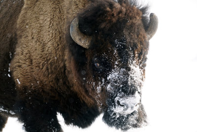 Bison in the Storm.jpg