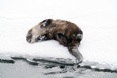 Icy Otter.jpg