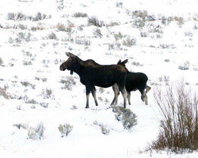 Moose and Calf.jpg