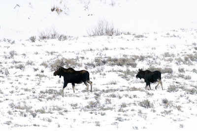Moose Cow Leading Her Calf.jpg