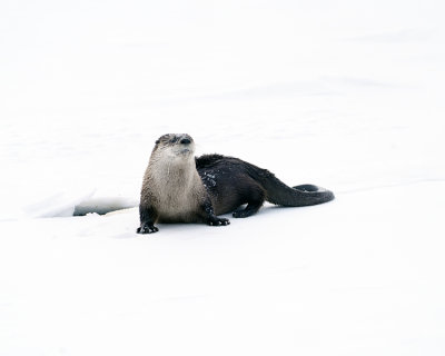 Otter at the Confluence.jpg