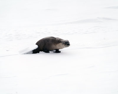 Otter Coming Out of the Ice.jpg