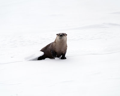 Otter From the Ice.jpg