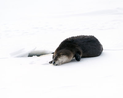 Otter on the Frozen Creek.jpg