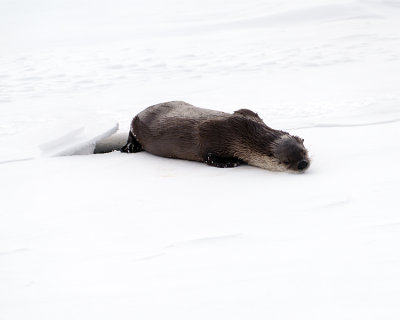 Otter on the Ice.jpg