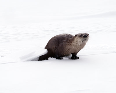 Otter Poking Through the Ice.jpg