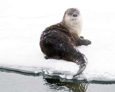 Otter Pose.jpg
