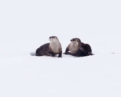 Otters on the Ice.jpg