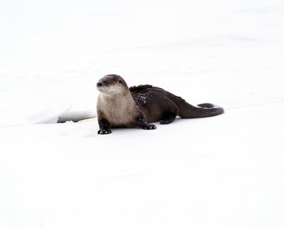 River Otter at the Confluence.jpg