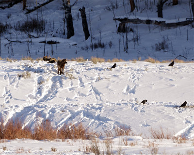 Wolf Looking Down the Valley.jpg