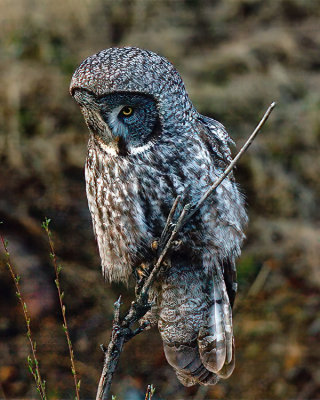 Great Grey Owl Perched Near Phantom Lake-Adjusted.jpeg