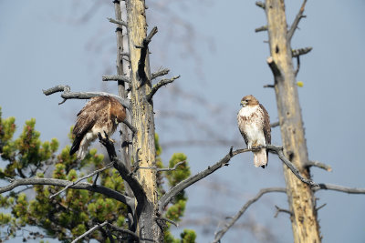 A Pair of Hawks