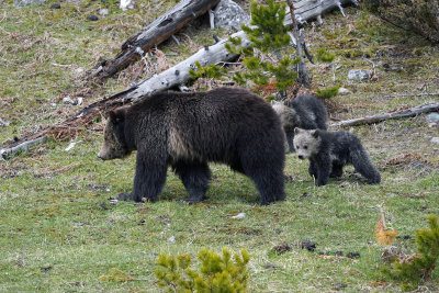 Bear with her cubs