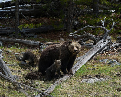 Beryl Grizzly Sow with her cubs