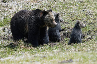Beryl Springs Grizzly with Twin Cubs