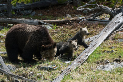 Beryl with Cubs
