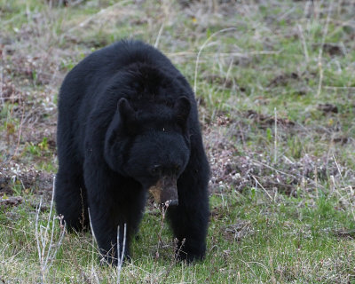 Black Bear Grazing