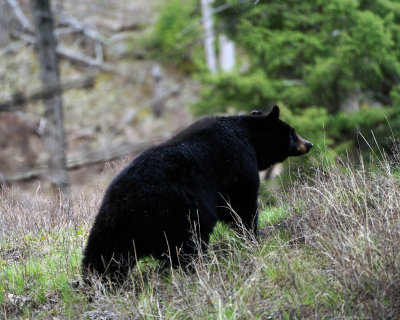 Black Bear on the Hill