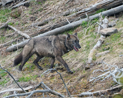 Black Wolf on the Norris Road