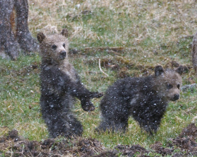 Cubs in the Snowstorm