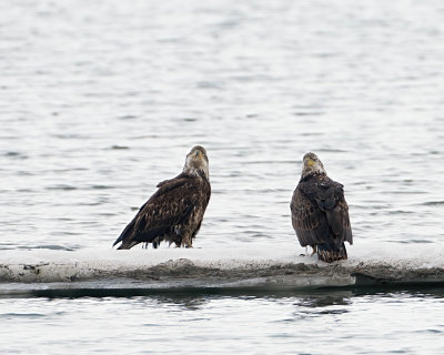 Eagles in Mary Bay