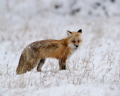 Fox at Baronette