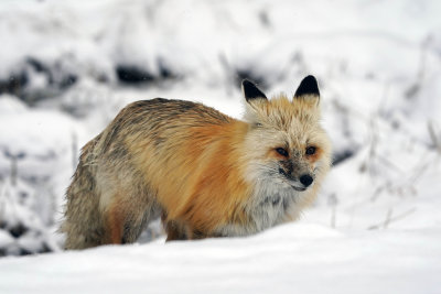 Fox Behind the Snow