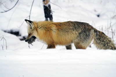 Fox Eating