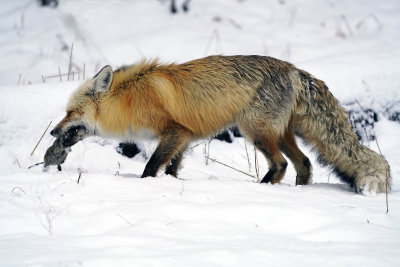 Fox Feast